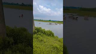 cow videos wow beautiful 🤩#cow #amazing #villagevlog #shortvideo #animals