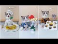 Les chats font de la nourriture 2022 That Little Puff Tiktok Compilation mp3