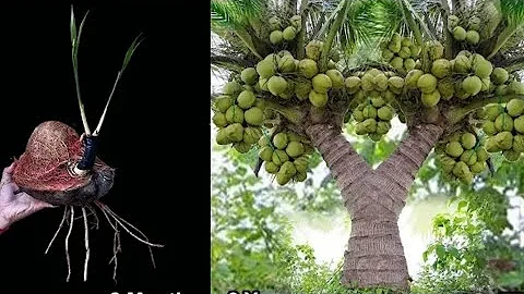Wonderful Technique Discovery How Grafting Coconut 🌳  Grow faster year 2023.