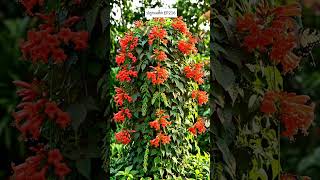 ปลูกเมล็ด EP216 ประทัดจีน และ ปริกหางกระรอก #สร้างจากai #aigenerated #gardening #plants #flowers