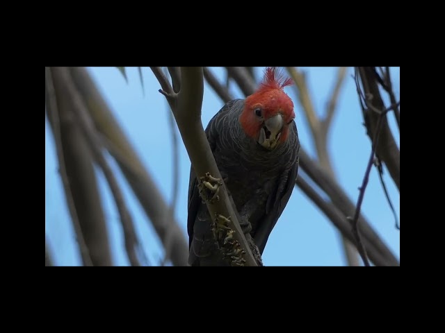 Gang-gang cockatoo (Callocephalon fimbriatum) male