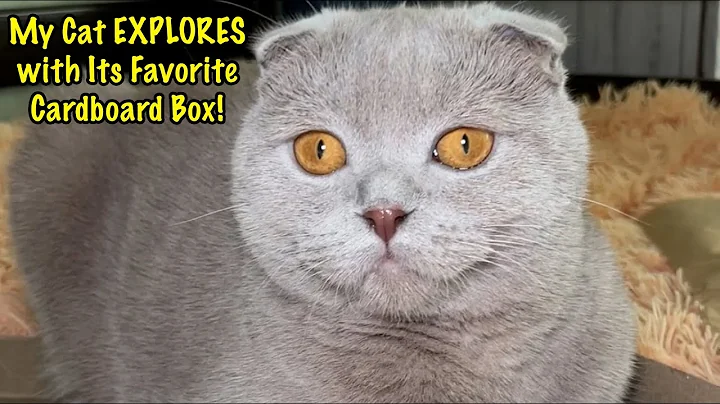 Watch the video about Scottish Fold Cat EXPLORES and Plays with Its Favorite Cardboard Box!