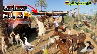 بط البطريق صار بلمزرعة🦆ومشاريع قويه بلمزرعة😎ومفاجئات النعام قريباً😱