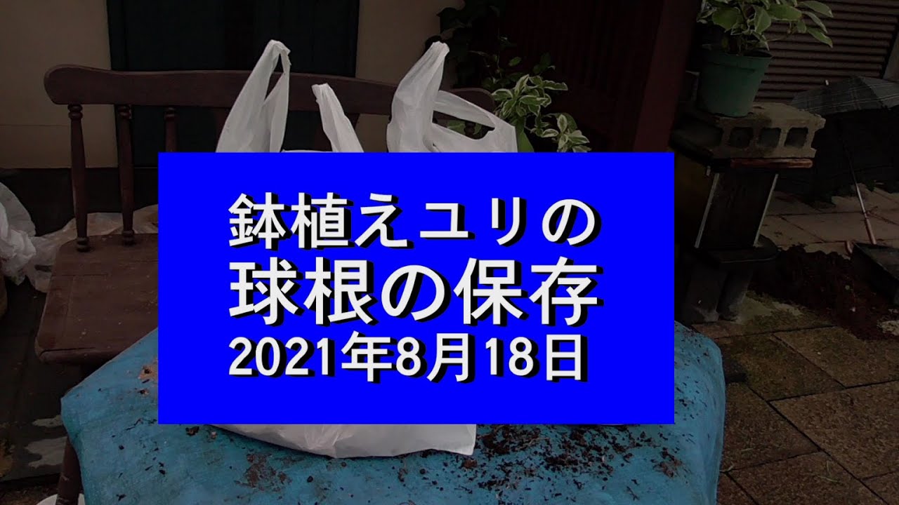 鉢植えユリの球根の保存２０２１ Youtube