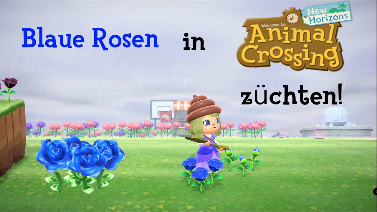 Animal Crossing New Horizons Blaue Rosen ANIMAL CROSSING - NEW HORIZONS - BLAUROSEN ZÜCHTEN!!! - YouTube