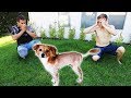 SHAVING PUPPY INTO LION PRANK!! (ADORABLE)