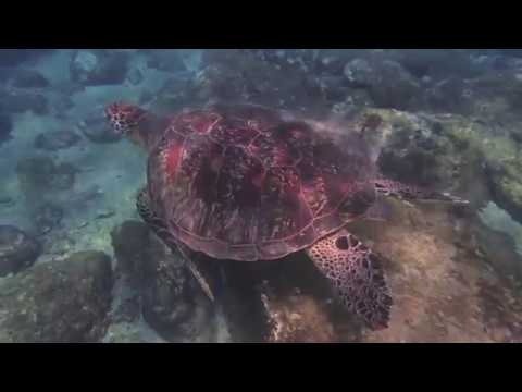 小琉球|浮潛|海龜