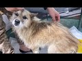 大晦日に迷い犬を保護しました