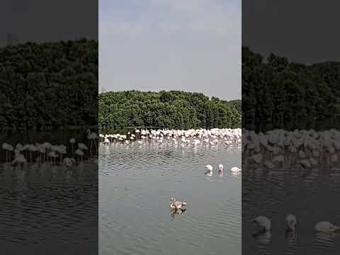 Dubai Ras Al Khor Flamingo Wildlife sanctuary #dubailife #dubai #dubaivlog #dubaidrive #shorts #uae