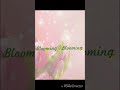 Blooming♡Blooming-アイカツ