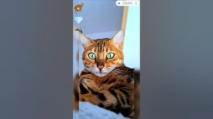 Video 11572711: leopard cat bengalcat, cat bengalcat funnycats cute, bengalcat cats cute funny, bengalcat cat love, cat cute beautiful love, cat cute funny gatos