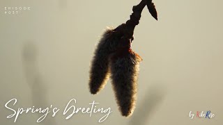 Spring’s Greeting