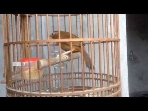 Training Chinese Thrush bird singing everyday 2018 