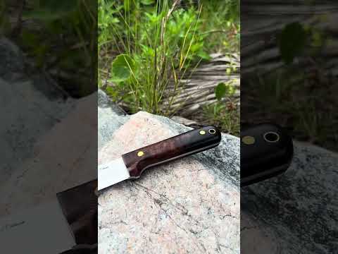 Desert Ironwood Genesis in the Florida Bush !!!