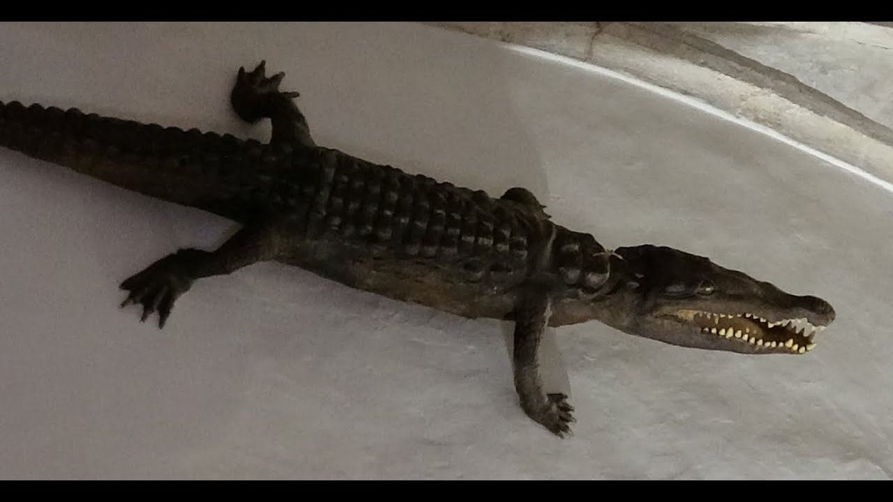 El misterio del Cocodrilo del Nilo en la Iglesia del Viso del Marqués (Ciudad Real).