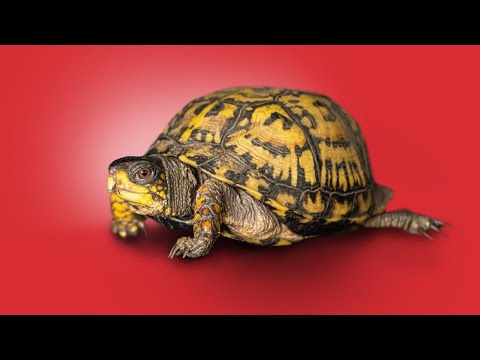 Box Turtle Facts!