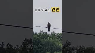 #왕의 남자 #인연의 끈 #이선희 인연 #나는솔로 #비둘기 부부의 인연