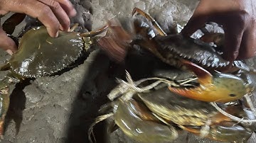 Tập 12 mời cả nhà  vào rừng cần giờ cùng trải nghiệm với ngàn 2 ngày 1 đêm với ngàn Ngàn cá gò công