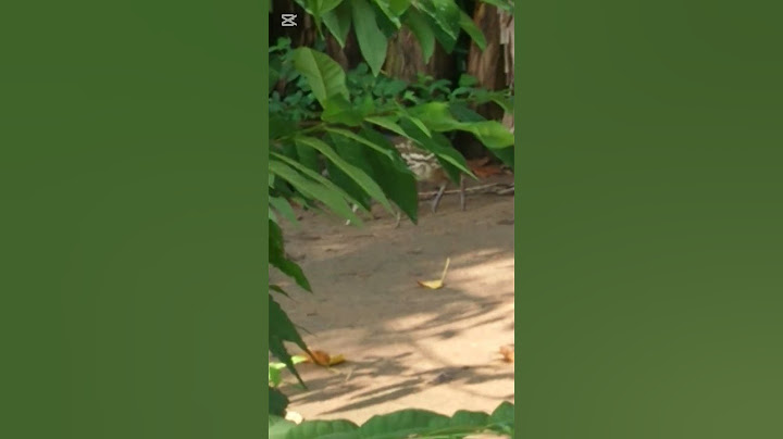 කොහොමද ඒ දෙන්නගේ යාළුකම #chicken #hen #animals 🐓🐀🐀🐹#shorts
