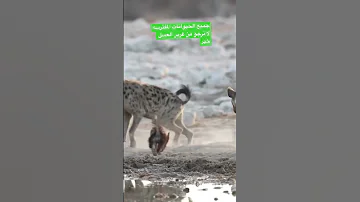 عندما يلتقي غرير العسل والضباع شاهد 