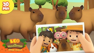 The Cutest Capybara in the Forest! 😆😍 | Fan Favourites | Leo the Wildlife Ranger | Kids Cartoons
