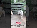 Season 2024 Qurbani Janwar #goat