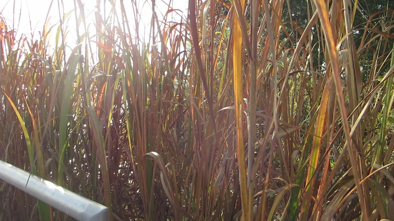Wind Through Reeds Wind and water through the reeds at Bell's Landing - YouTube