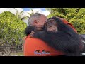 When we go see CHIMP LIMBANI from @zwfmiami Our forever big baby! ❤️❤️❤️❤️❤️❤️