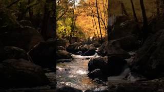 Chasing golden hours and flowing rivers. 🪵🍂#nature #peace #edit #youtubeshorts #shorts