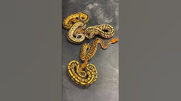 Ball Python Genetics Projects - Lace Clowns and Lace Combo Het Clowns