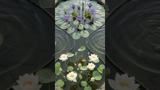 Water Lilies & Lotus Take Over This Pond! 🌸💧