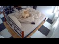 お留守番の様子を、監視カメラで覗いてみました・・・【ゴールデンレトリバー子犬】