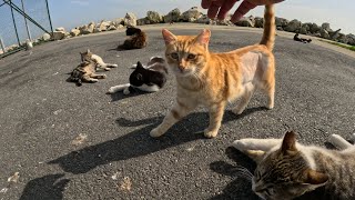 1 Cat to 25+ Cats Matter of Seconds  Istanbul Cat Beach