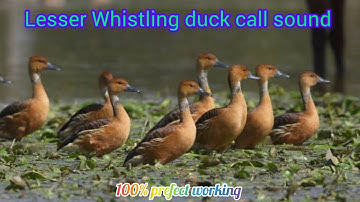 Lesser Whistling duck call sound for hunting/ 100% working #lesser #whistling #duckhunting #duckcall