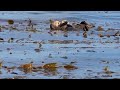 Sea otters moms and their pups