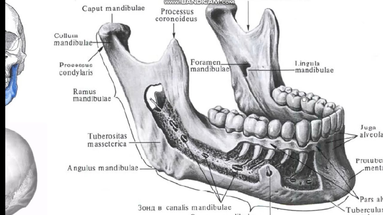 Нижний край нижней челюсти. Нижняя челюсть, mandibula строение. Нижняя челюсть анатомия Синельников. Альвеолярный гребень нижней челюсти. Mandibula анатомия.