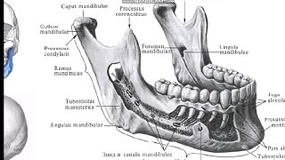 PASTKI JAG' SUYAGI TUZILISHI, ANATOMIYASI TO'LIQ ( OS MANDIBULA )