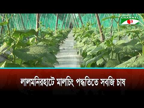 Vegetable farming using the mulching method in Lalmonirhat