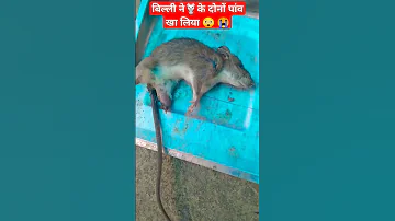 Brown Rat Sound L Mouse Sound Jhinkpani Ytshorts 