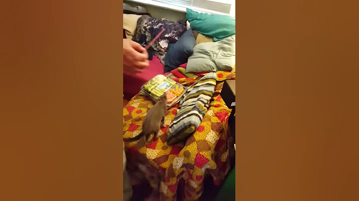 Leroy and his string treat