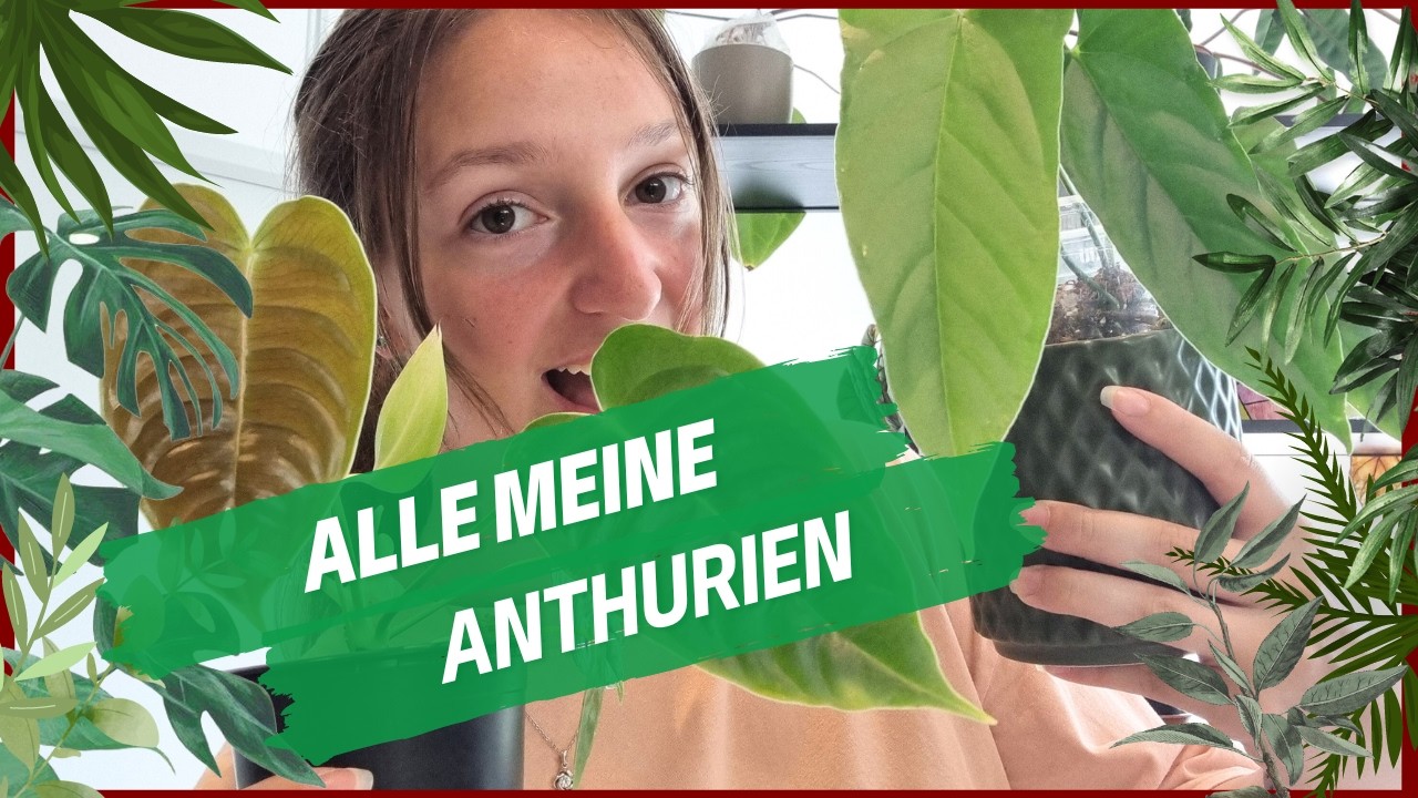 Alle meine Anthurien und wie es ihnen geht. 😍🌱