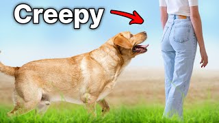 The Real Reason Your Dog Follows You Is Disturbing