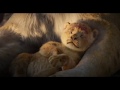 IL RE LEONE - Nuovo contenuto | HD