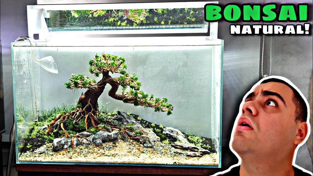 AQUÁRIO BONSAI DE 60L COM PLANTAS NATURAIS