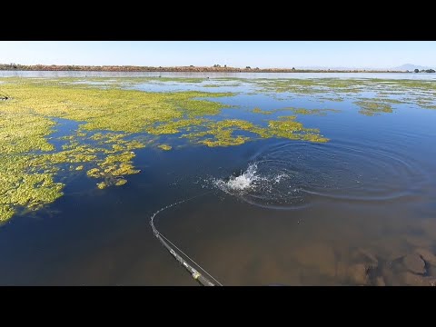 jerkbait bass fishing in the summertime on the california delta