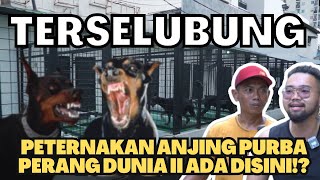 BERBAHAYA!! PETERNAKAN ANJING PURBA PERANG DUNIA II TERSELUBUNG ADA DISINI!#AudreyA #KINGOFTHEJUNGLE