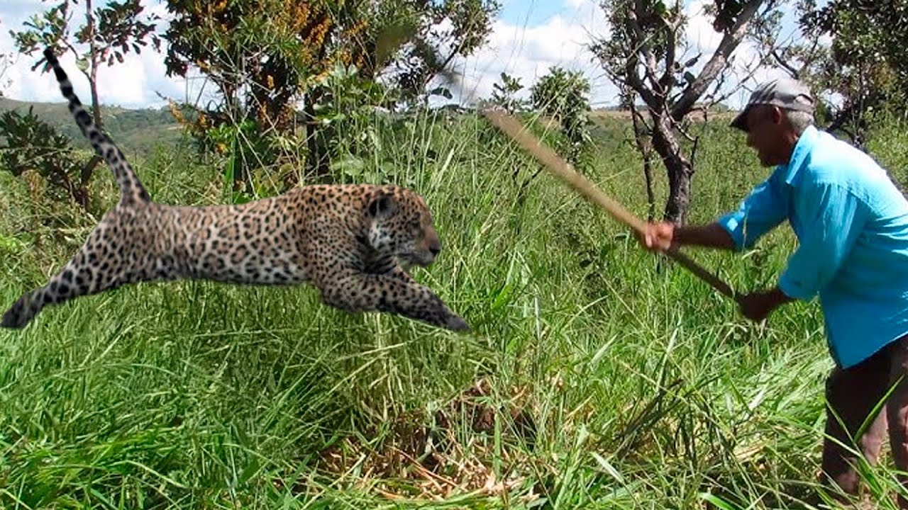 PIORES ATAQUES DE ONÇAS JÁ FILMADOS NO BRASIL