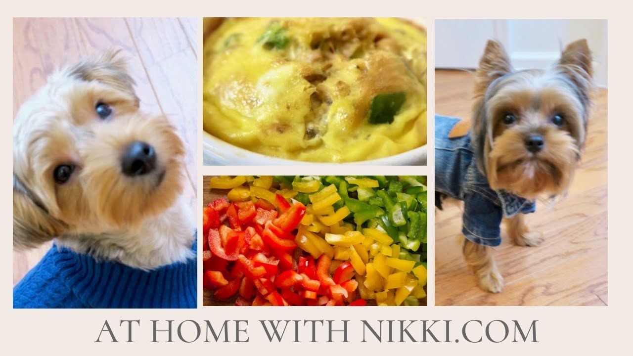 DOG FRIENDLY RECIPE |. DOGGIE OMELET - YouTube