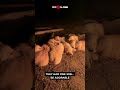 Golden Retriever Puppies Sleeping by Campfire   #shorts #trendingnow #mustwatch