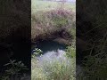 Fish in well✨️ #music #remix #beats #fish #well #pondfishing
